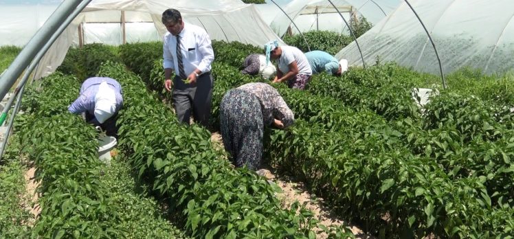 Karaağaç acı biberinde erken hasat yapıldı