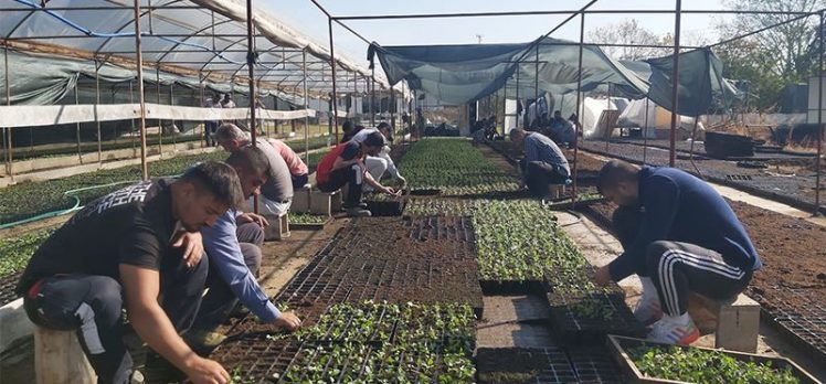 Edirne çiçeklerle renklenecek