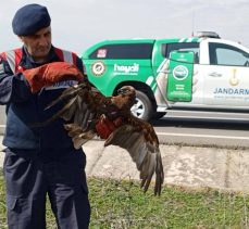 Yaralı şahin, jandarma ekiplerince kurtarıldı