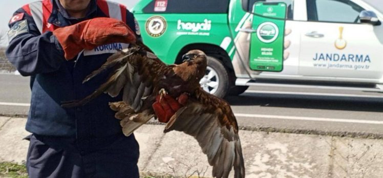 Yaralı şahin, jandarma ekiplerince kurtarıldı