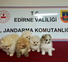 Kaçak yollarla ülkeye sokulan Pomeranian’lar ele geçirildi