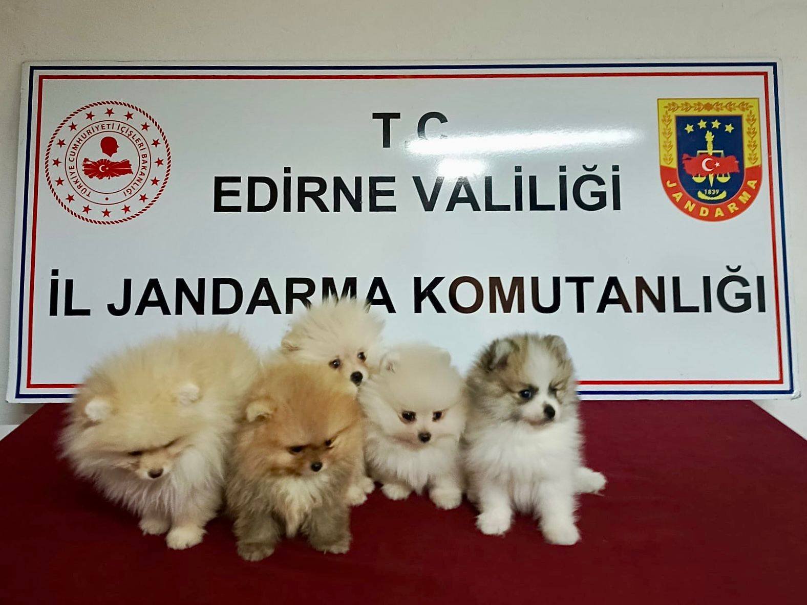 Kaçak yollarla ülkeye sokulan Pomeranian’lar ele geçirildi